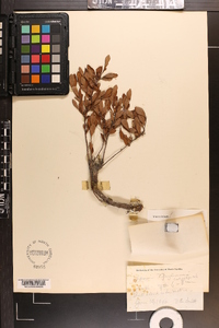 Vaccinium tenellum image