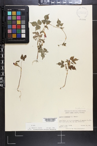 Ipomoea hederacea image