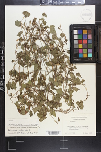 Ipomoea lacunosa image