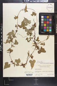 Ipomoea lacunosa image