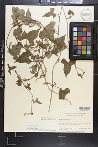 Ipomoea lacunosa image