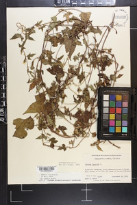 Ipomoea lacunosa image