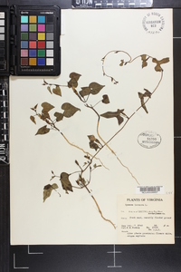 Ipomoea lacunosa image