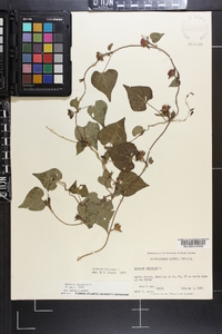 Ipomoea lacunosa image