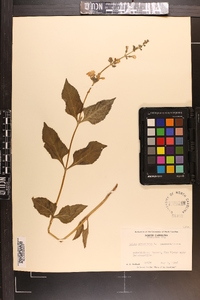 Salvia urticifolia image