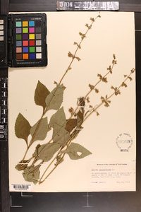 Salvia urticifolia image