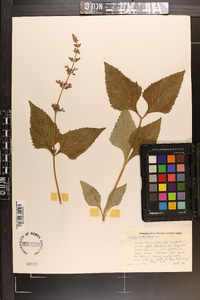 Salvia urticifolia image