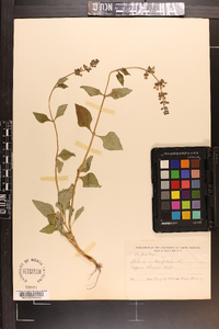 Salvia urticifolia image