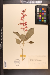 Salvia cardinalis image