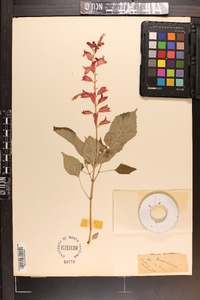 Salvia cardinalis image