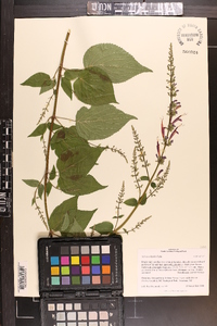 Salvia iodantha image