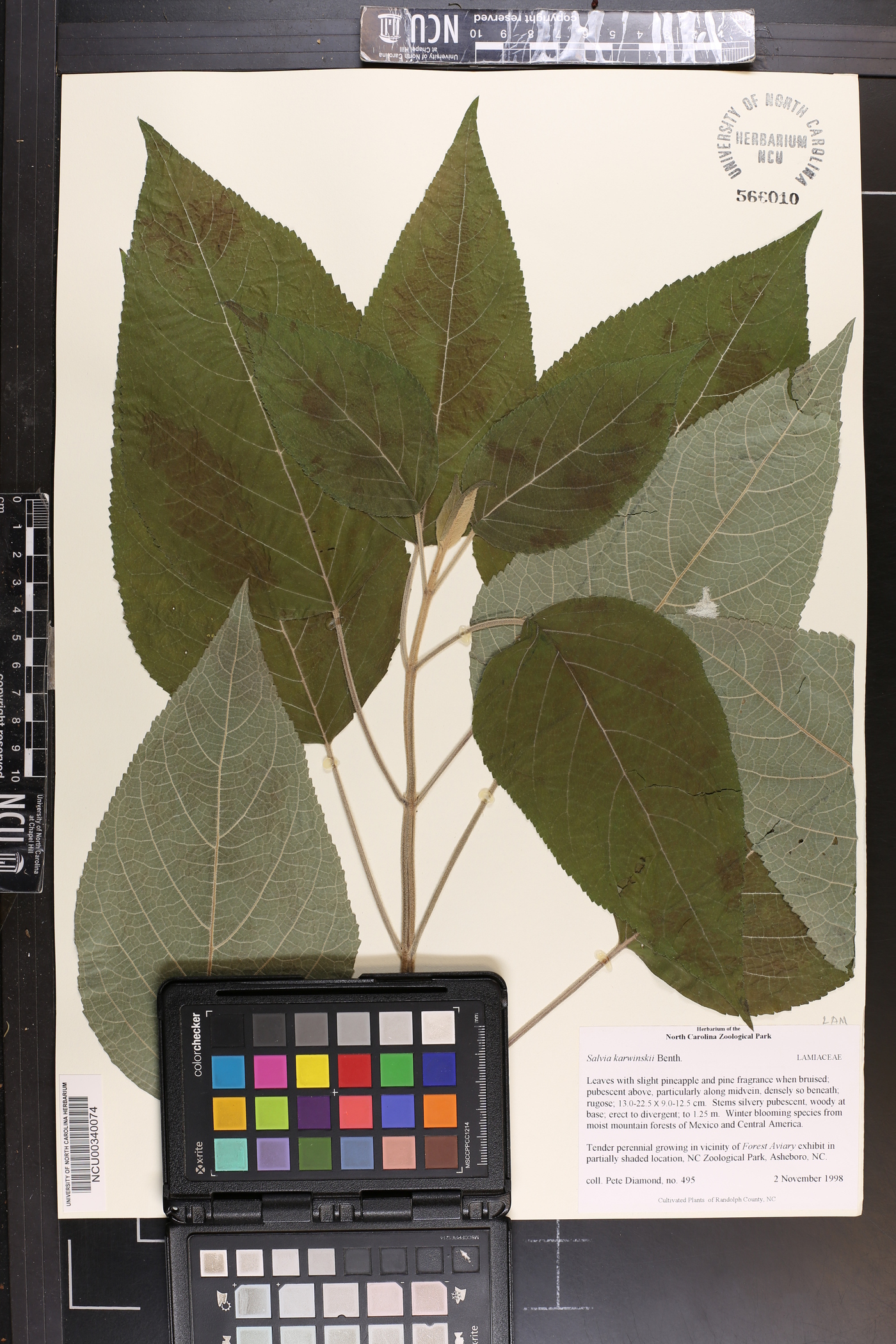 Salvia karwinskii image