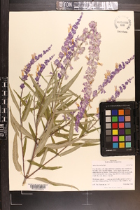 Salvia leucantha image