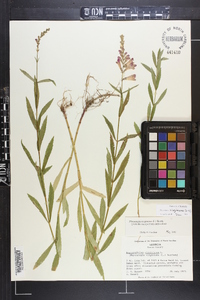 Physostegia virginiana image