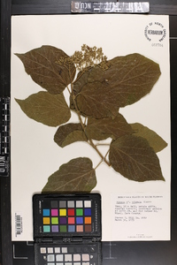 Premna odorata image