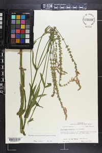 Physostegia intermedia image