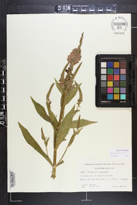 Physostegia virginiana image