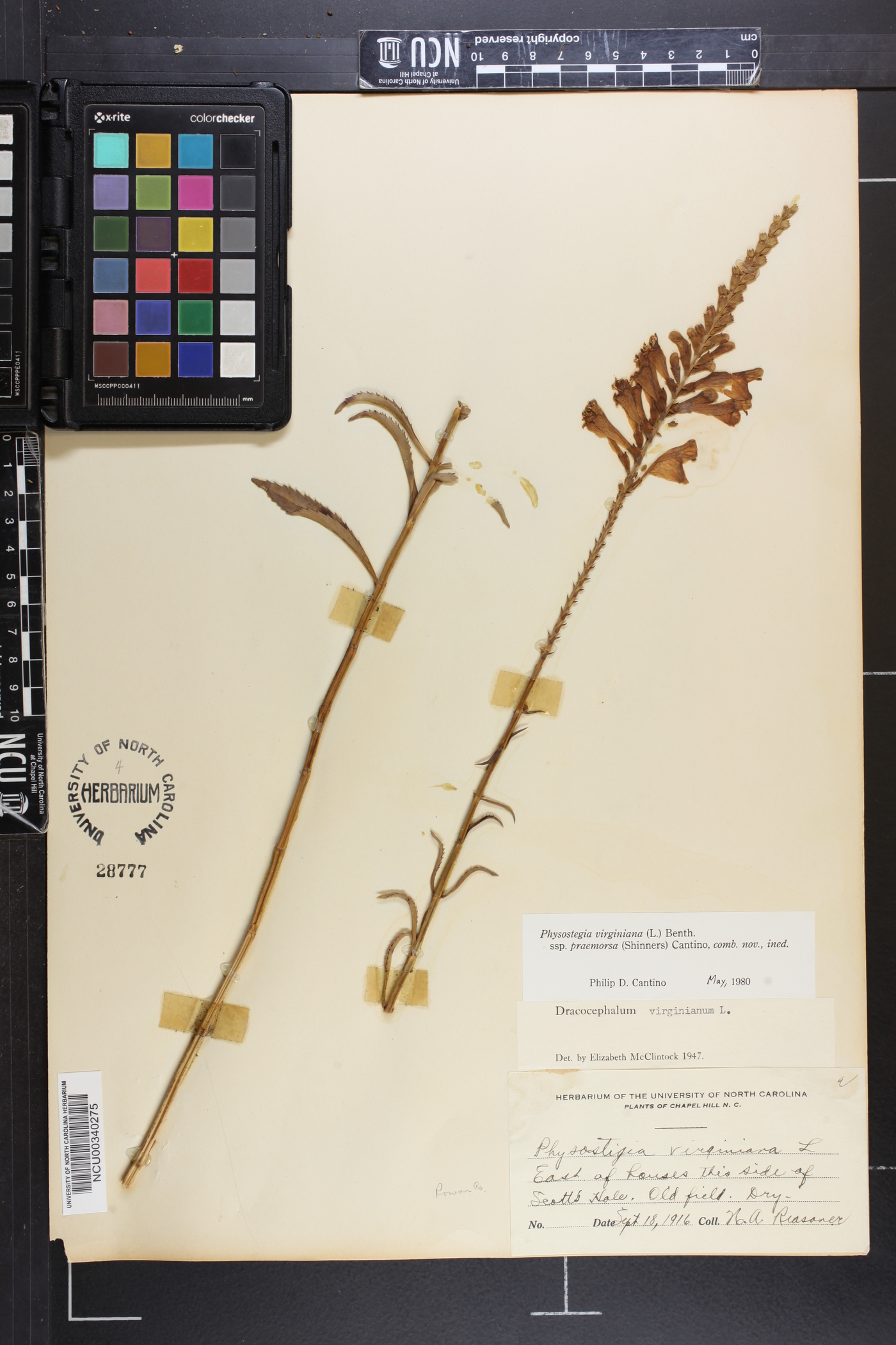 Physostegia virginiana subsp. praemorsa image