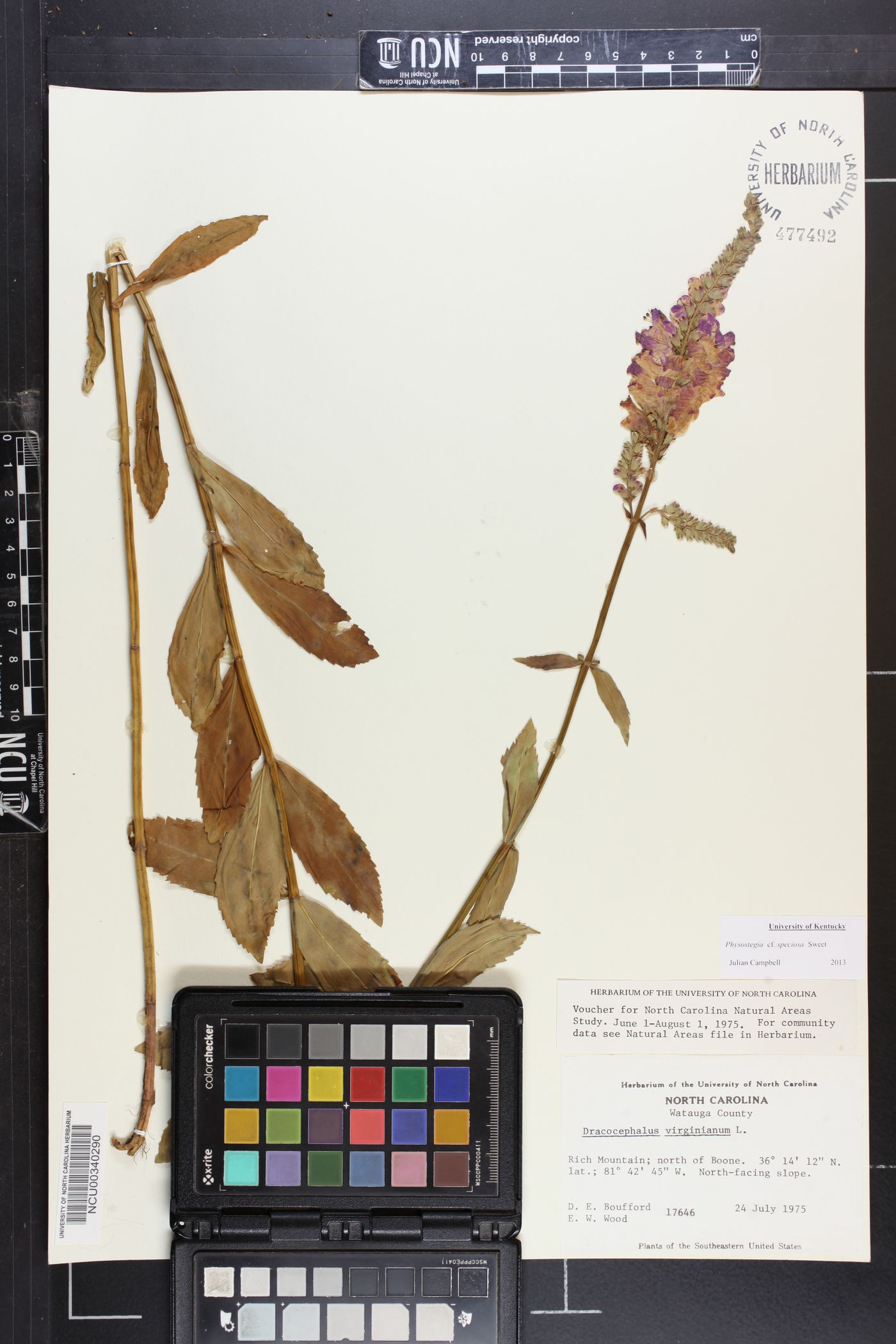 Physostegia speciosa image