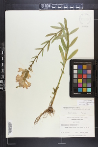 Physostegia virginiana subsp. virginiana image