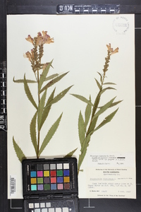 Physostegia virginiana image