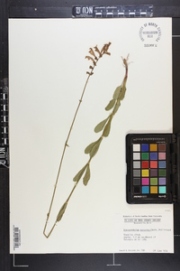 Physostegia purpurea image