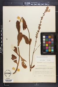 Physostegia purpurea image