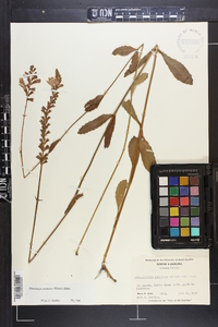 Physostegia purpurea image