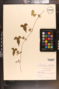 Ipomoea lacunosa image