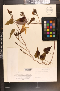 Ipomoea pandurata image