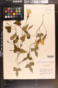 Ipomoea pandurata image