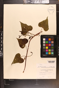 Ipomoea pandurata image