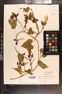 Ipomoea pandurata image