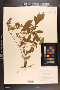 Vaccinium stamineum var. stamineum image