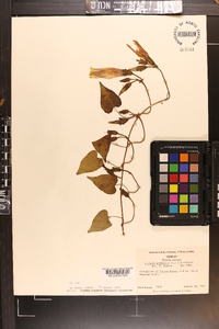 Ipomoea pandurata image