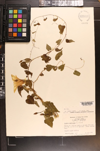 Ipomoea pandurata image