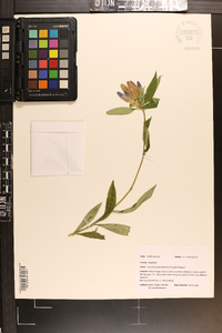 Gentiana austromontana image