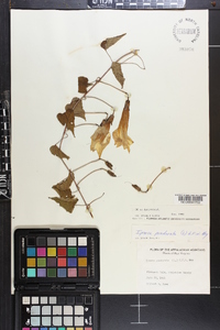 Ipomoea pandurata image