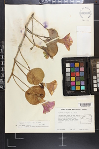 Ipomoea pes-caprae image