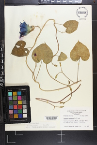 Ipomoea purpurea image