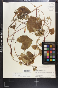 Ipomoea purpurea image