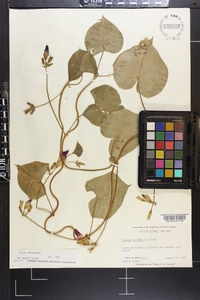 Ipomoea purpurea image