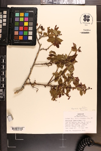 Vaccinium angustifolium image