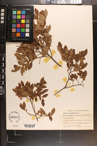 Vaccinium angustifolium image