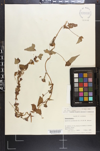 Ipomoea pandurata image