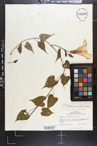 Ipomoea pandurata image