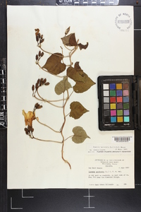 Ipomoea pandurata image