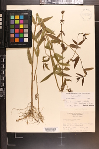 Stachys aspera image