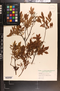 Vaccinium angustifolium image