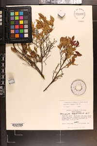 Vaccinium angustifolium image